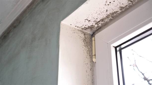 Best Crawl Space Mold Removal  in Pagould, AR