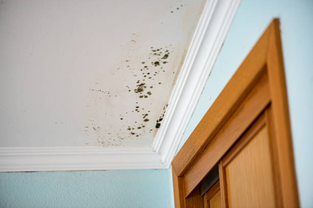 Best Mold Testing  in Pagould, AR