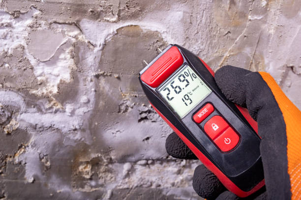 Best Certified Mold Removal  in Pagould, AR