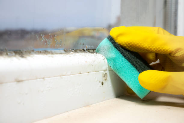 Attic Mold Removal in Paragould, AR