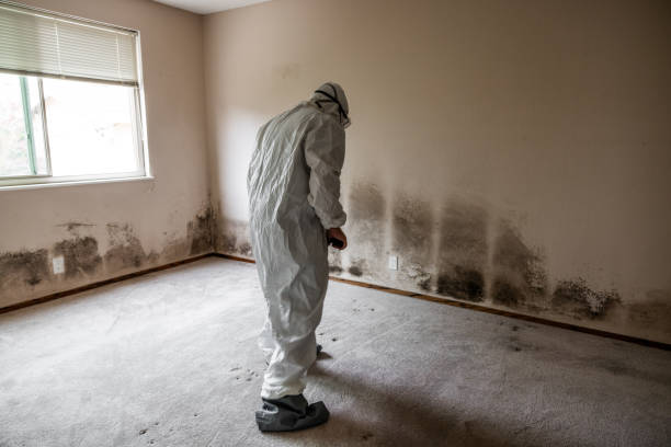 Best Mold Testing  in Pagould, AR